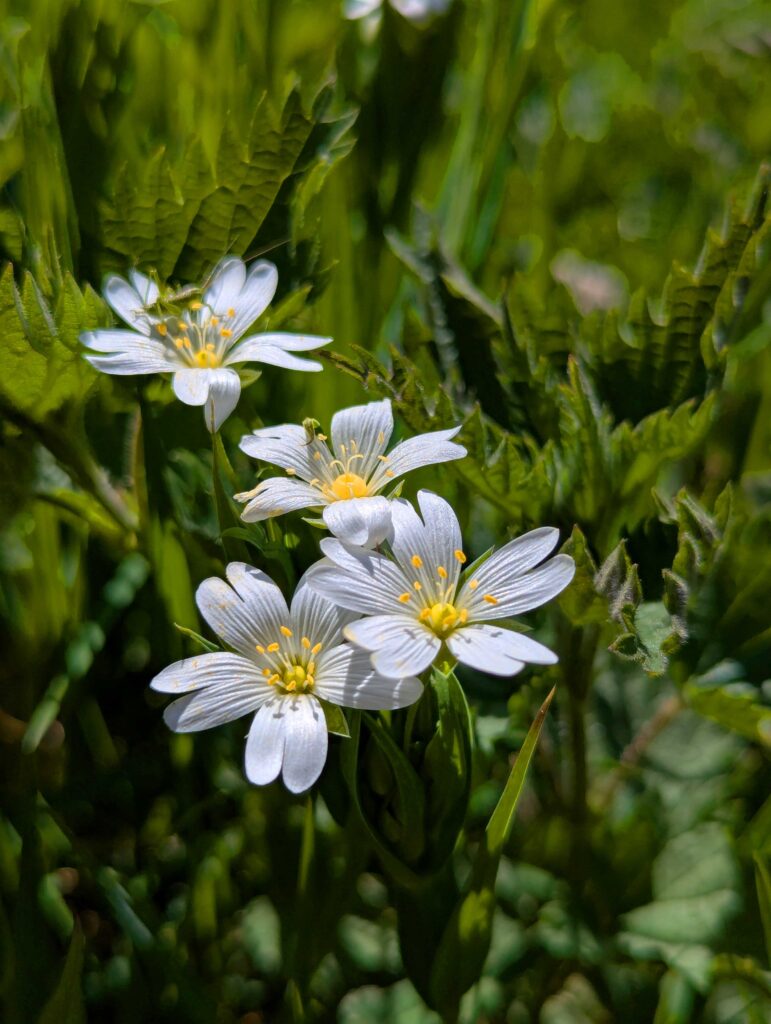 Nahaufnahme von Sternmiere