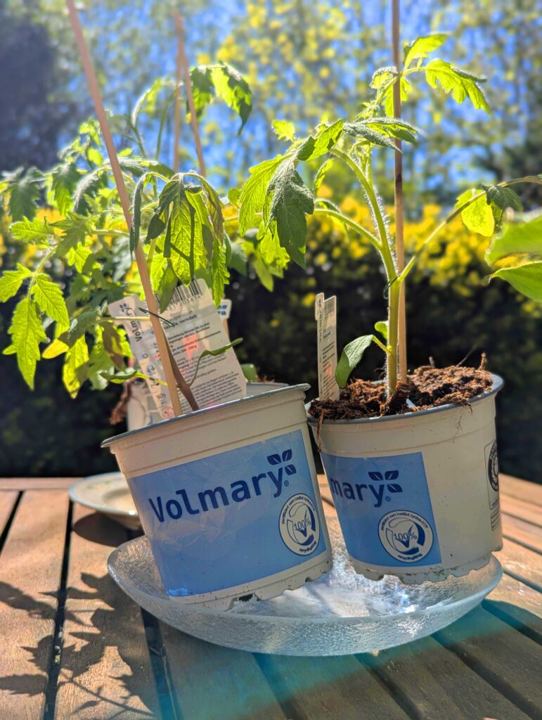 Zwei junge Tomatenpflanzen auf einem Gartentisch, noch in ihren Pflanztöpfen