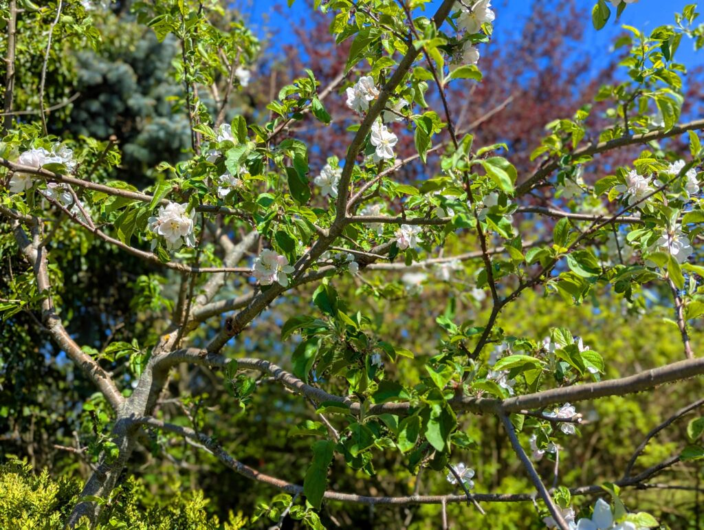 Apfelblüten in schönem warmen Frühlingslicht, roter Haselstrauch im Hintergrund