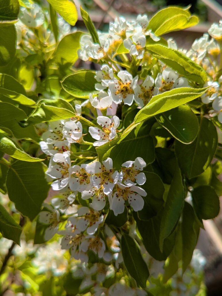 Birnenblüten vor einem Hintergrund aus sattem Blattgrün