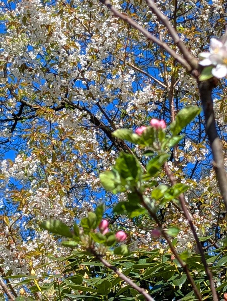 Kirschbaum voller Blüten in weiß mit dezentem rosa. Blauer Frühlingshimmel im Hintergrund, verschwommene Apfelblüten im Vordergrund. 